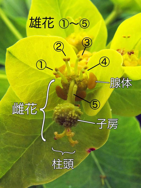 ＃１０　ノウルシの杯状花序の詳細ー２（雌花、雄花、腺体、子房、柱頭）