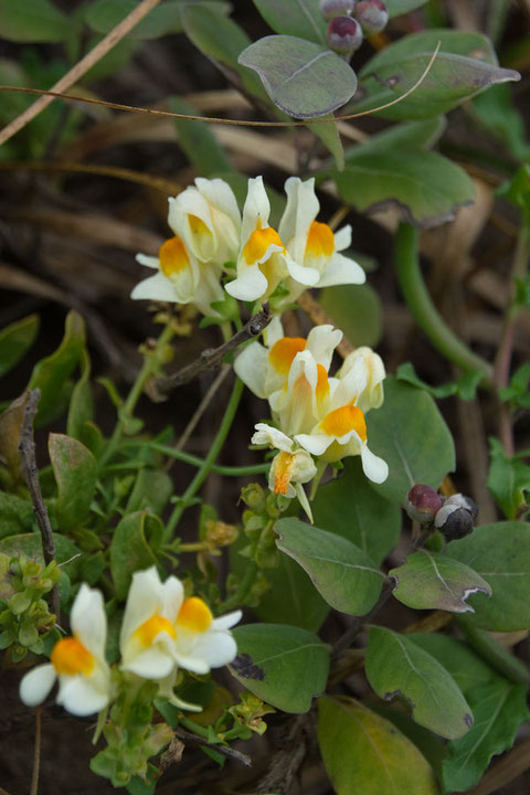 ウンラン (海蘭)　オオバコ科 ウンラン属　　ラン科の植物ではありません