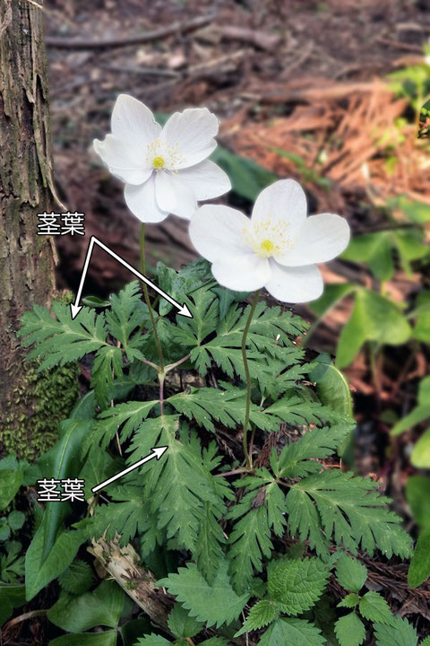 ＃５ イチリンソウの茎葉 2014.04.27 滋賀県高島市 alt=160m