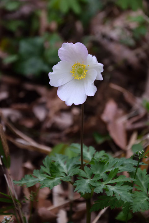 イチリンソウ　　開花直後なのでまだ萼片が波打っていた