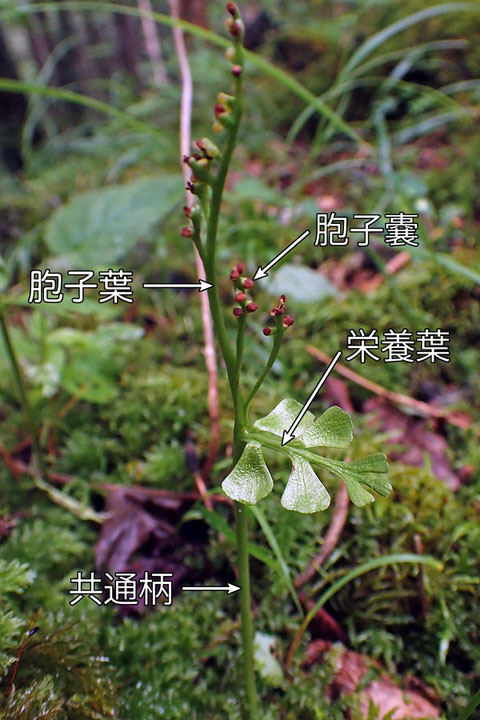 ヒメハナワラビ (姫花蕨)　ハナヤスリ科 ハナワラビ属（シダ植物） 絶滅危惧Ⅱ類