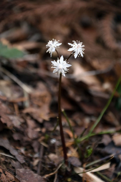 セリバオウレン (芹葉黄蓮)　キンポウゲ科 オウレン属　　20230226 東京都