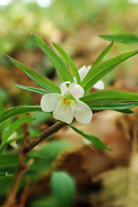 クチナシグサ　　茎、葉、萼が茶褐色ではなく淡緑色のタイプ