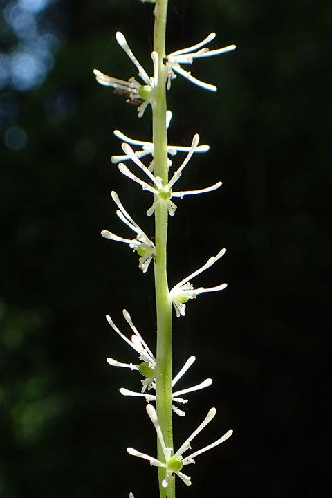 アズマシライトソウ　花柄はなく、花茎から直接線状で白色、6個の花被片が出ている