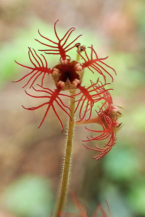 ミカワチャルメルソウの花弁は7〜11裂します