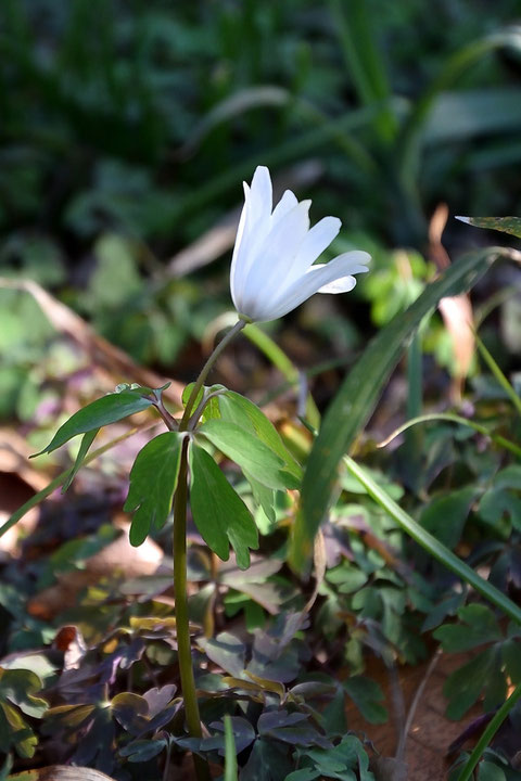 アズマイチゲ (東一華)　キンポウゲ科 イチリンソウ属　　数株咲いていた