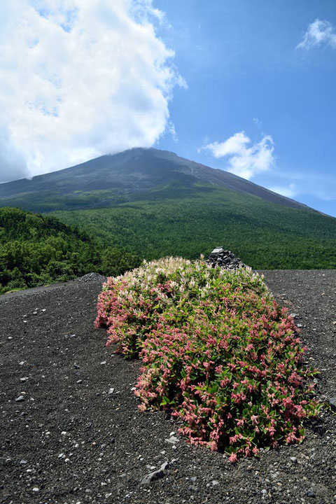 フジイタドリ　富士山を背景に