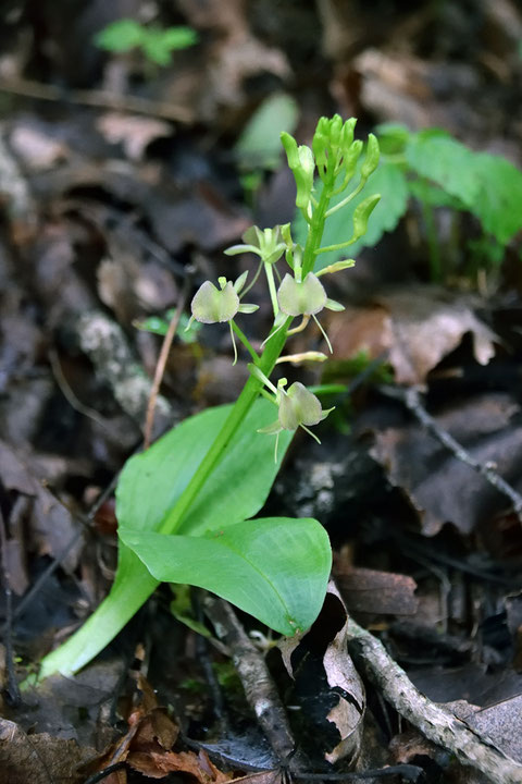 ＃１１　地生のフガクスズムシソウ？　しかも白花？　　2019年7月