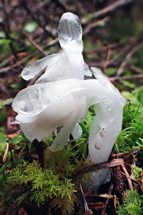 雨に濡れて、「銀竜草」の名に相応しい姿になっていた