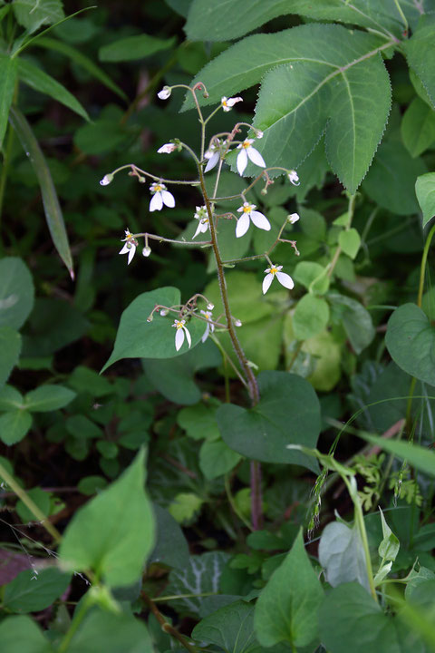 このユキノシタの花の花弁は下側2弁が幅広く、上側3弁に赤みがなかった