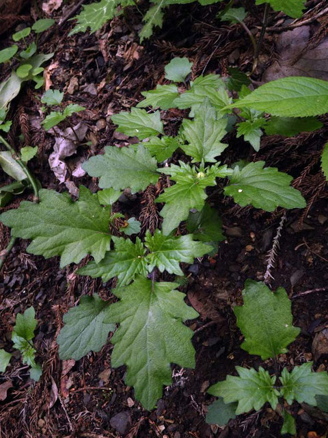 オウギカズラ (扇葛)　シソ科　　まだ花芽も出ていなかった