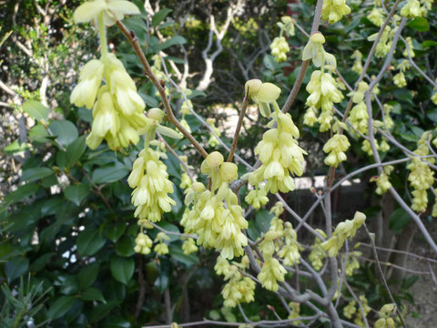 土佐ミズキ (房に8個の花が咲いてiます) photo by suzuki