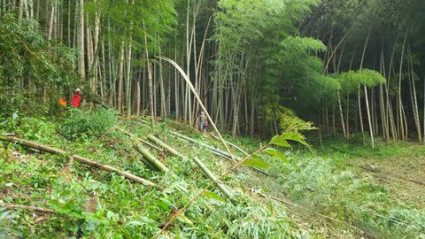 稲積さんの竹林から竹の切り出し。斜面で結構重労働です