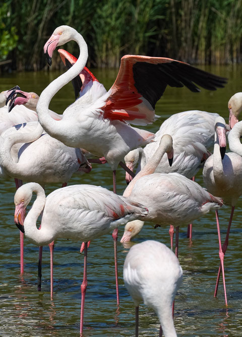 Bild: Parc ornithologique de Pont-de-Gau 