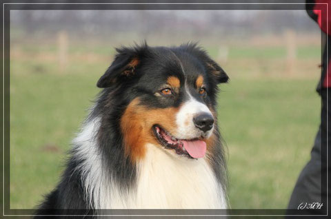Deckrüde Australian Shepherd