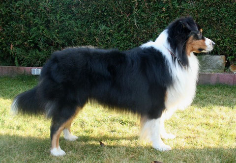 Australian Shepherd