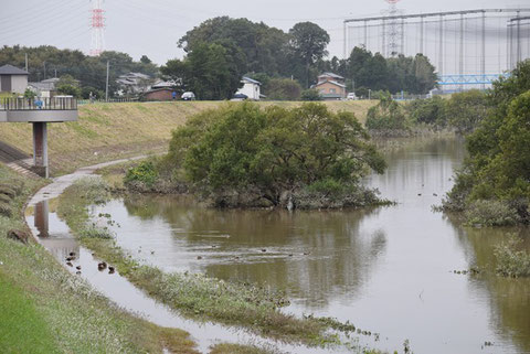 ※　利根運河　2019年10月14日　　・ピーク時は、土手の草の色が変わっているところまで水が来ていた。　台風通過後２日で、３ｍほど水位が下がり、遊歩道が現れたが、これでも普段より水位は高い。