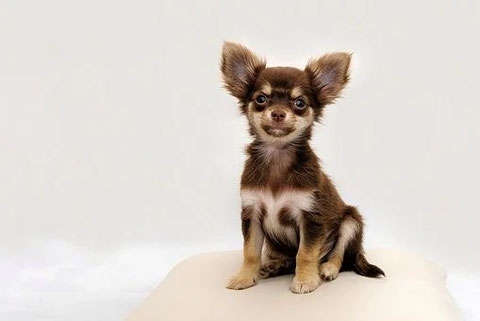 Das ist ein Chihuahua
