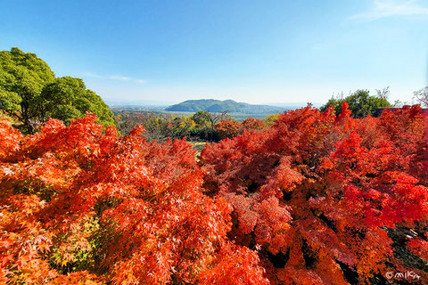 大山崎山荘美術館はコチラヘ
