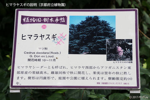 ヒマラヤスギの説明（京都府立植物園）