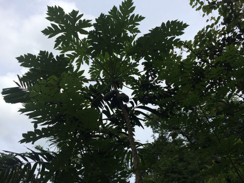 Papaya