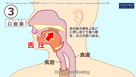 「摂食・嚥下の5期モデル」【③ 口腔期】
