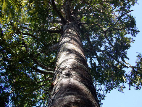 Kauri tree