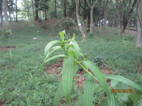 ヤマユリの蕾が膨らみ始めました