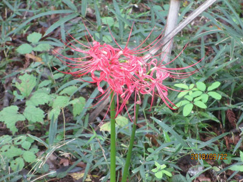 彼岸花が盛りです