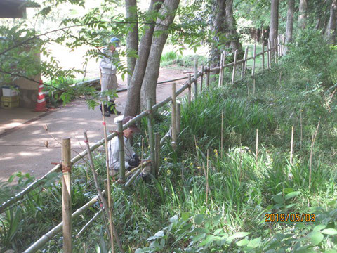 残っていた竹柵の補修を開始しました