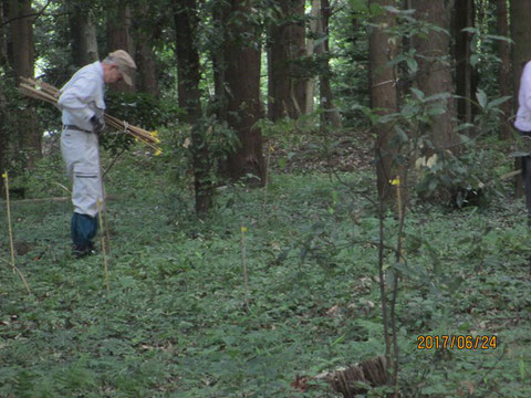 竹の棒で貴重植物に目印をつける作業は根気が勝負です