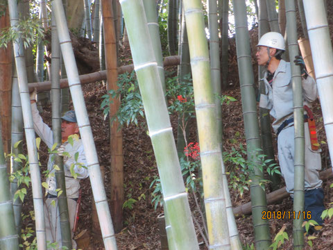 伐る竹を選んで、切り出し作業をします