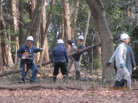 倒した木の枝を切り落としています