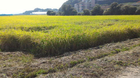 手賀沼のたんぼの稲も収穫まじかです