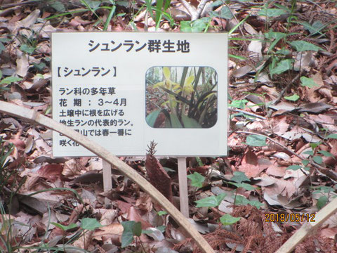 植物の名札には、花の写真を載せて、見てもらいました