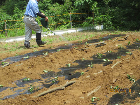 植え付けが終わり、十分に水をやっています