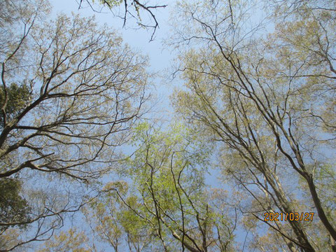 見上げると、木々の芽吹きがかなり進んできています