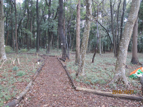 活動地の中は枯葉で埋まっているようです