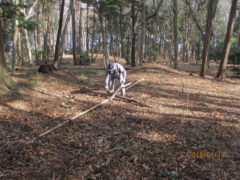 大きな枯れ枝が引っかかていたので、落としました