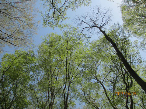 空を見上げると若葉がかなり大きくなってきています