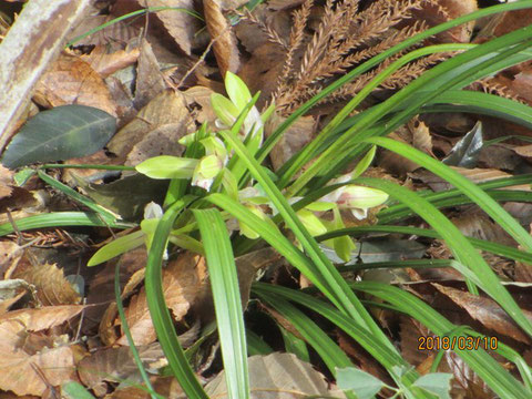 シュンランが開花をしました