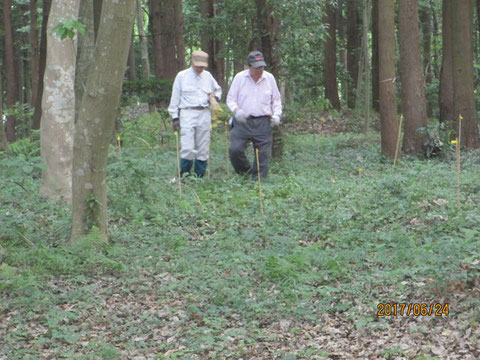 貴重な植物には竹の目印を付けます