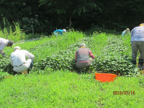 夏草が茂ってしまったサツマイモ畑の除草作業