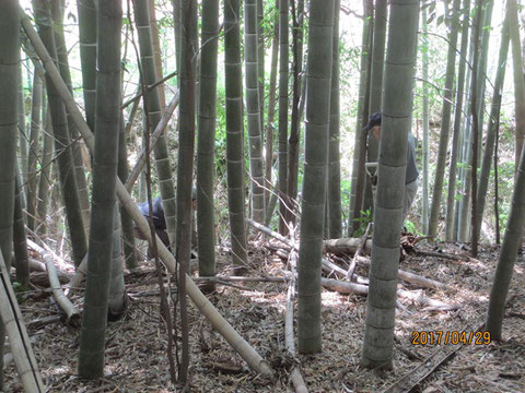 竹林にタケノコを取りに