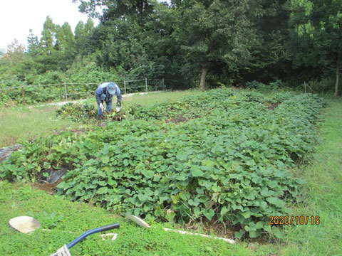 サツマイモの収穫作業の開始です