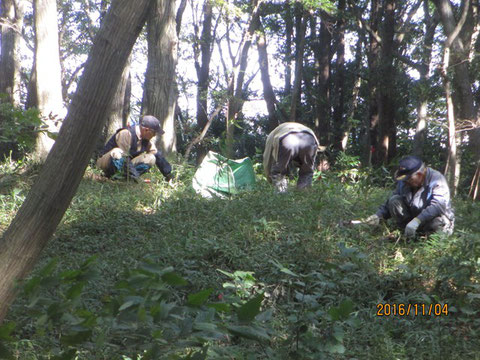 手刈りによる下草刈りは、根気のいる仕事です