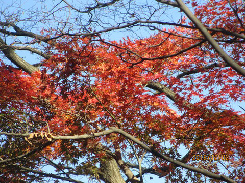 活動地の数少ない紅葉です