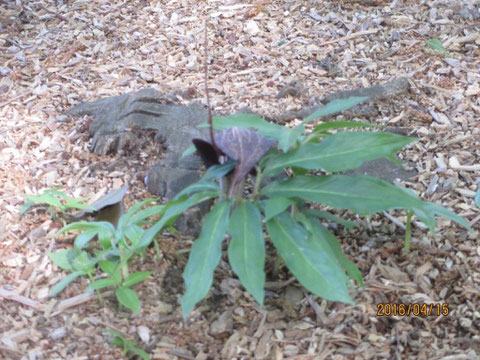 活動地の入り口近くにウラシマソウが咲いています