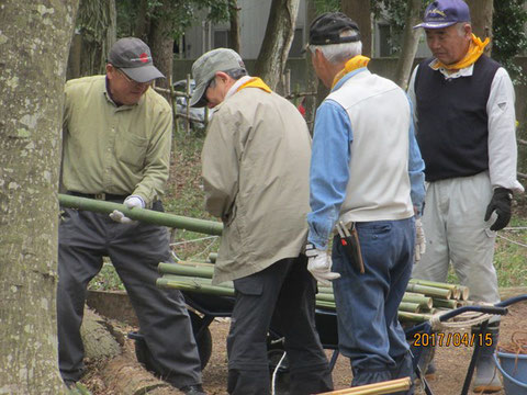 柵の修理に使う竹等を準備しています