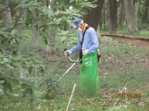 刈り払い機を使って、アズマネザサを刈り取ります